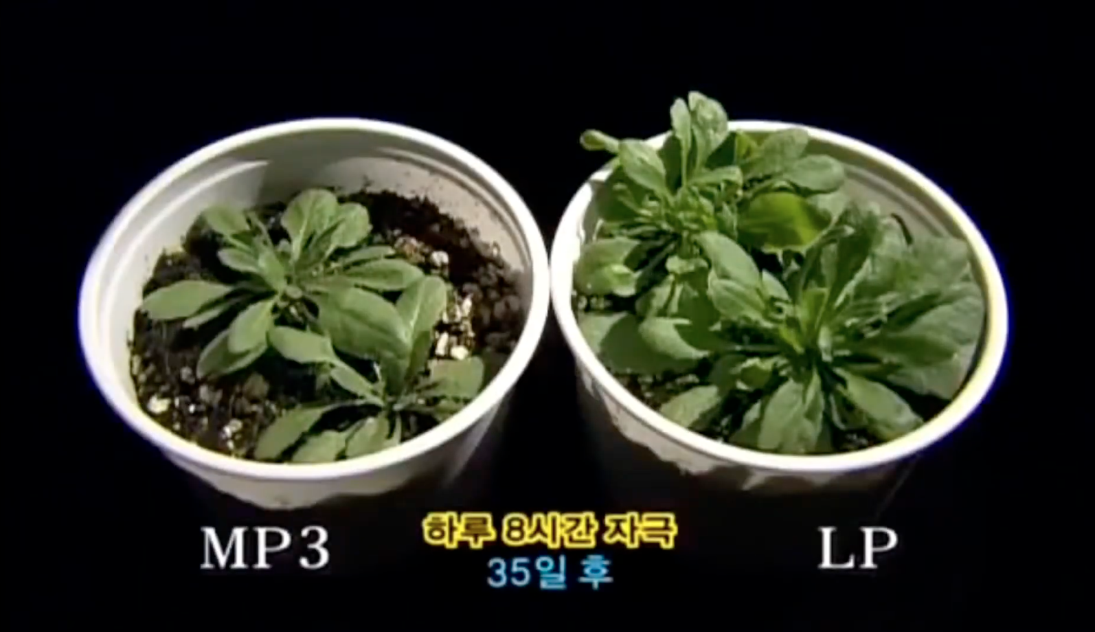 MBC 생명의 소리 MP3 식물 실험